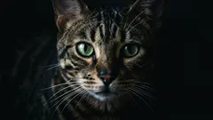 So deuten Sie die Signale der Schnurrhaare Ihrer Katze: 5 Botschaften, die sich im Alltag zeigen