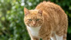 Können Katzen ihr Fell bewusst steuern – oder ist das nur Instinkt